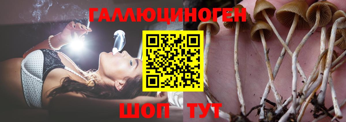 Псилоцибиновые грибы Psilocybe Арзамас